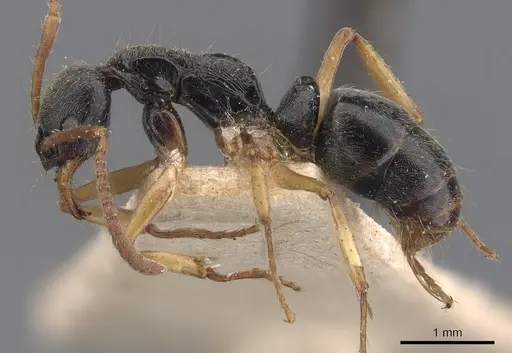 Neoponera venusta specimen CASENT0907245 image casent0907245_3