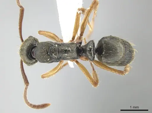 Neoponera venusta specimen DZUP549414 image dzup549414_1