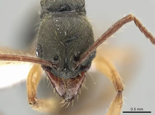 Neoponera venusta specimen DZUP549414 image dzup549414_2