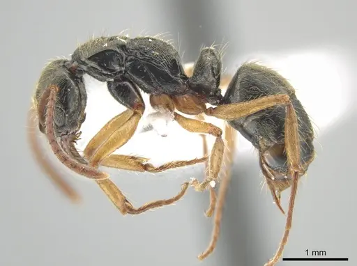 Neoponera venusta specimen DZUP549414 image dzup549414_3