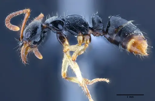 Neoponera venusta specimen UFV-LABECOL-000492 image ufv-labecol-000492_4