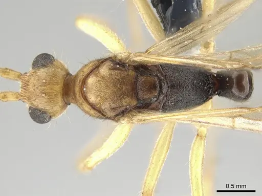 Neoponera venusta specimen UFV-LABECOL-001934 image ufv-labecol-001934_1