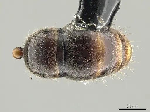 Neoponera venusta specimen UFV-LABECOL-001934 image ufv-labecol-001934_2
