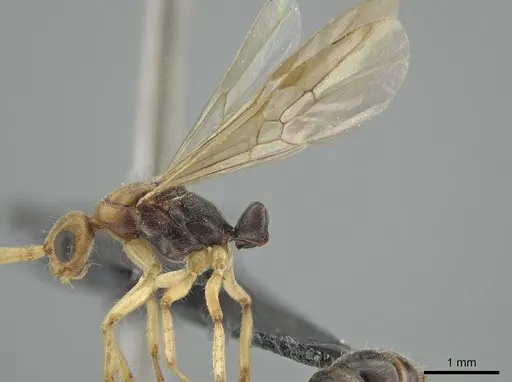 Neoponera venusta specimen UFV-LABECOL-001934 image ufv-labecol-001934_4