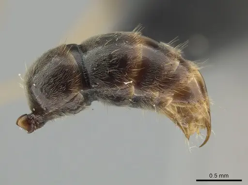 Neoponera venusta specimen UFV-LABECOL-001934 image ufv-labecol-001934_5
