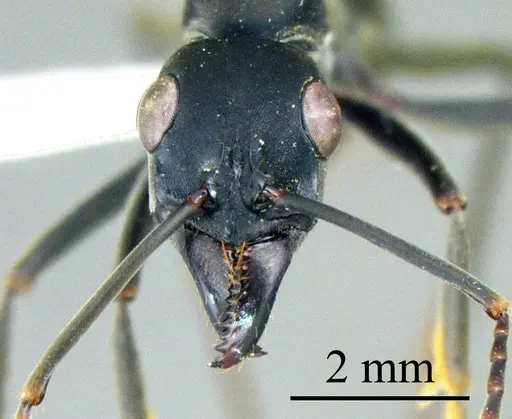 Neoponera verenae specimen ANTWEB1041420 image antweb1041420_1