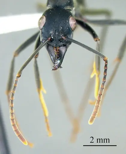 Neoponera verenae specimen ANTWEB1041420 image antweb1041420_2