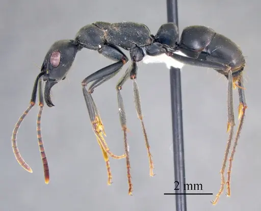 Neoponera verenae specimen ANTWEB1041420 image antweb1041420_3