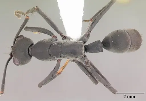 Neoponera verenae specimen CASENT0103061 image casent0103061_1