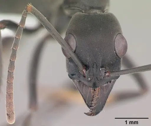 Neoponera verenae specimen CASENT0103061 image casent0103061_2