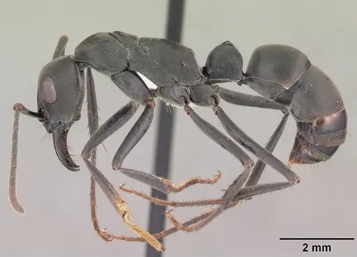Neoponera verenae specimen CASENT0103061 image casent0103061_3