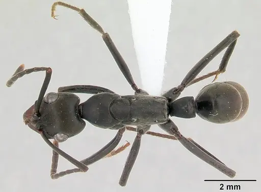 Neoponera verenae specimen CASENT0178187 image casent0178187_1