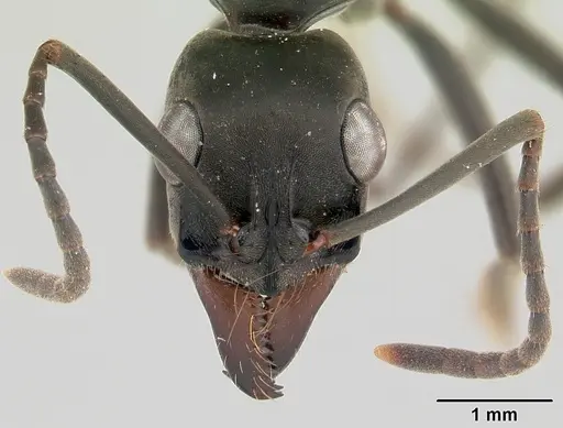 Neoponera verenae specimen CASENT0178187 image casent0178187_2