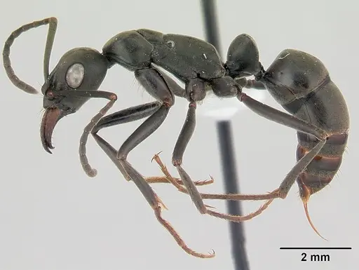 Neoponera verenae specimen CASENT0178187 image casent0178187_3