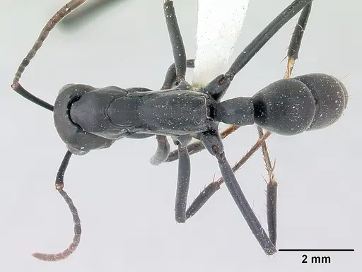 Neoponera verenae specimen CASENT0178684 image casent0178684_1