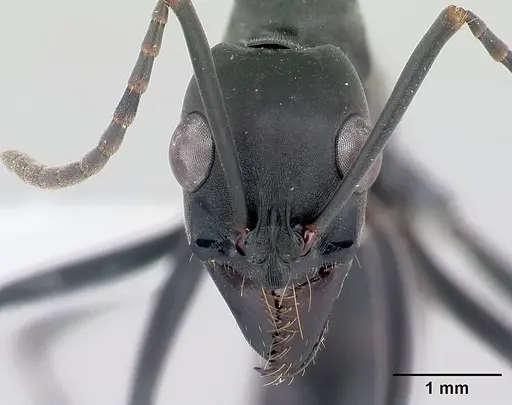 Neoponera verenae specimen CASENT0178684 image casent0178684_2
