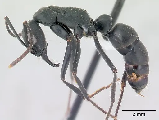 Neoponera verenae specimen CASENT0178684 image casent0178684_3