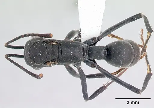 Neoponera verenae specimen CASENT0178685 image casent0178685_1