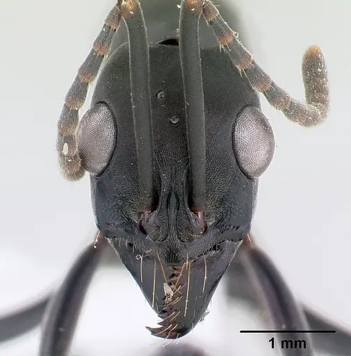 Neoponera verenae specimen CASENT0178685 image casent0178685_2