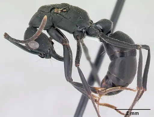 Neoponera verenae specimen CASENT0178685 image casent0178685_3