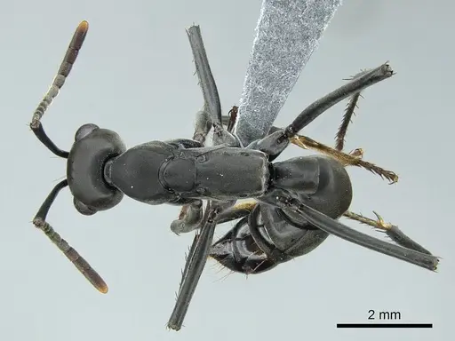 Neoponera verenae specimen CASENT0845821 image casent0845821_1