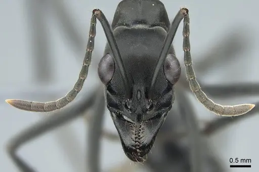 Neoponera verenae specimen CASENT0845821 image casent0845821_2
