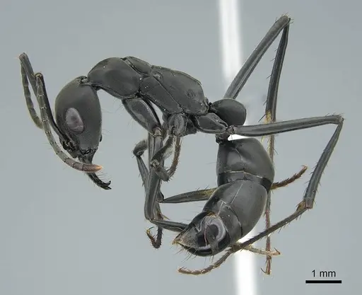 Neoponera verenae specimen CASENT0845821 image casent0845821_3