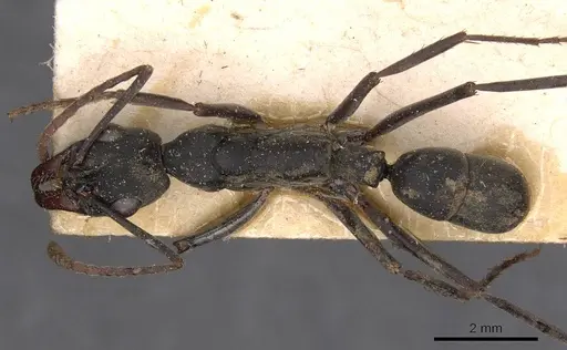 Neoponera verenae specimen CASENT0907236 image casent0907236_1