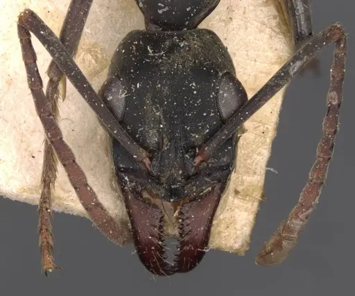 Neoponera verenae specimen CASENT0907236 image casent0907236_2