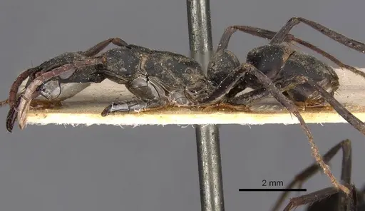 Neoponera verenae specimen CASENT0907236 image casent0907236_3