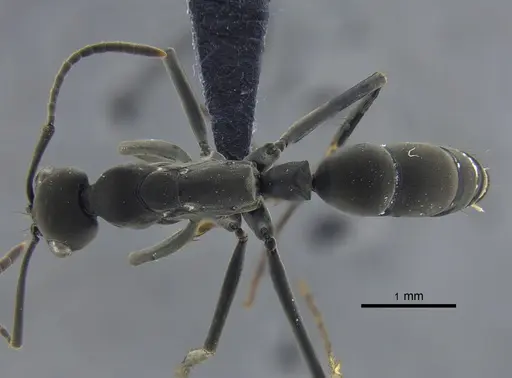 Neoponera verenae specimen CBUMAGENT41726 image cbumagent41726_1