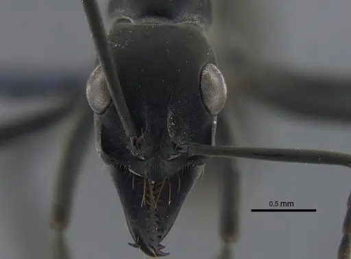 Neoponera verenae specimen CBUMAGENT41726 image cbumagent41726_2