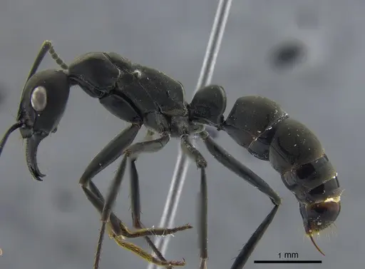Neoponera verenae specimen CBUMAGENT41726 image cbumagent41726_3