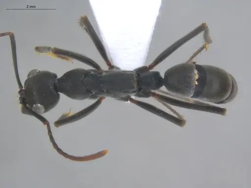 Neoponera verenae specimen ECOFOG-MI15-0124-31 image ecofog-mi15-0124-31_1