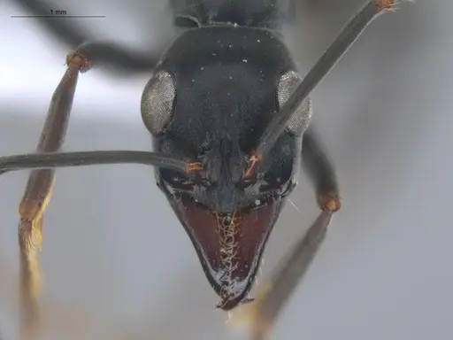 Neoponera verenae specimen ECOFOG-MI15-0124-31 image ecofog-mi15-0124-31_2