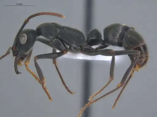 Neoponera verenae specimen ECOFOG-MI15-0124-31 image ecofog-mi15-0124-31_3