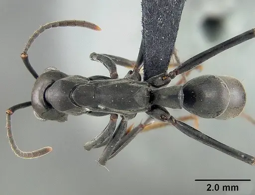 Neoponera verenae specimen USNMENT01124301 image usnment01124301_1