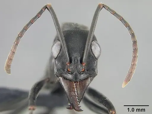 Neoponera verenae specimen USNMENT01124301 image usnment01124301_2