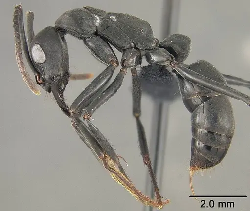 Neoponera verenae specimen USNMENT01124301 image usnment01124301_3