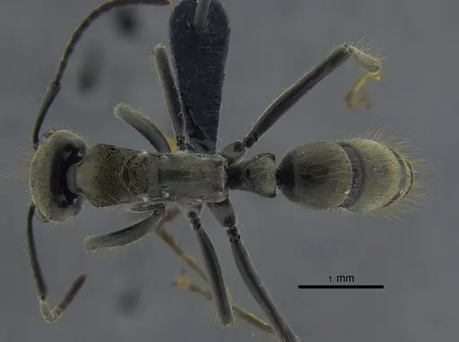 Neoponera zuparkoi specimen CBUMAGENT41725 image cbumagent41725_1