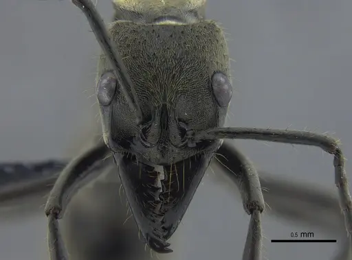 Neoponera zuparkoi specimen CBUMAGENT41725 image cbumagent41725_2