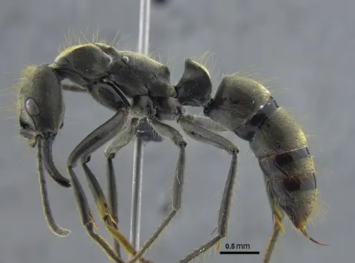 Neoponera zuparkoi specimen CBUMAGENT41725 image cbumagent41725_3