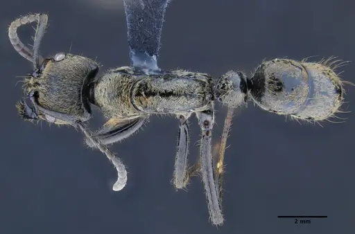 Neoponera zuparkoi specimen DZUP549348 image dzup549348_1