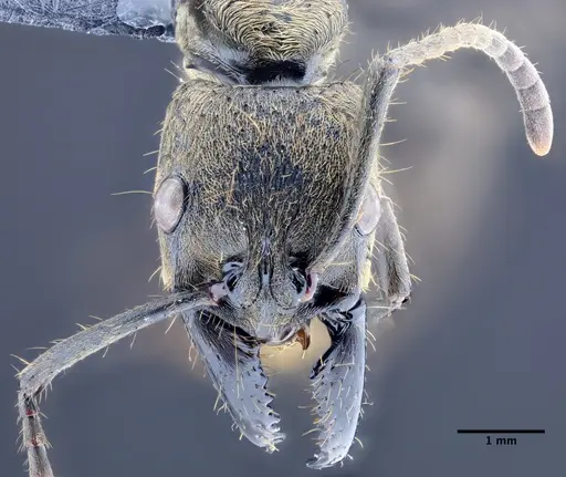 Neoponera zuparkoi specimen DZUP549348 image dzup549348_2