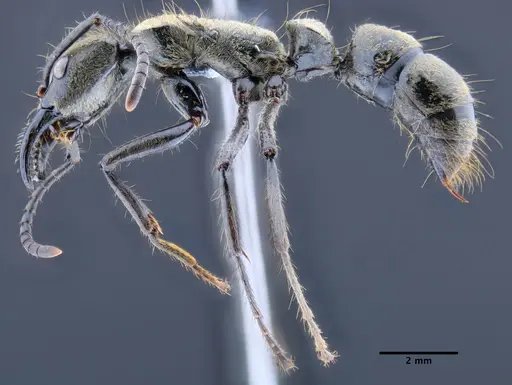 Neoponera zuparkoi specimen DZUP549348 image dzup549348_3