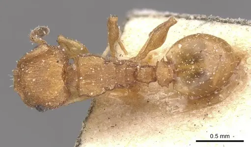 Nesomyrmex argentinus specimen CASENT0912905 image casent0912905_1