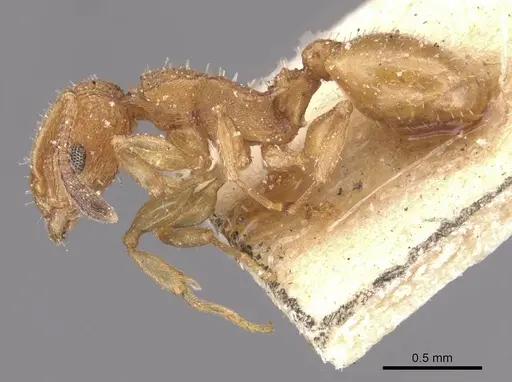 Nesomyrmex argentinus specimen CASENT0912905 image casent0912905_3