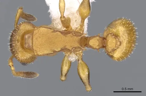 Nesomyrmex argentinus specimen CASENT0914985 image casent0914985_1