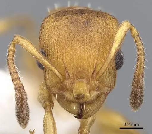 Nesomyrmex argentinus specimen CASENT0914985 image casent0914985_2