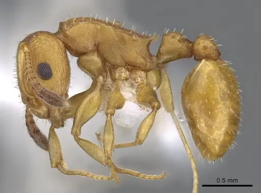 Nesomyrmex argentinus specimen CASENT0914985 image casent0914985_3